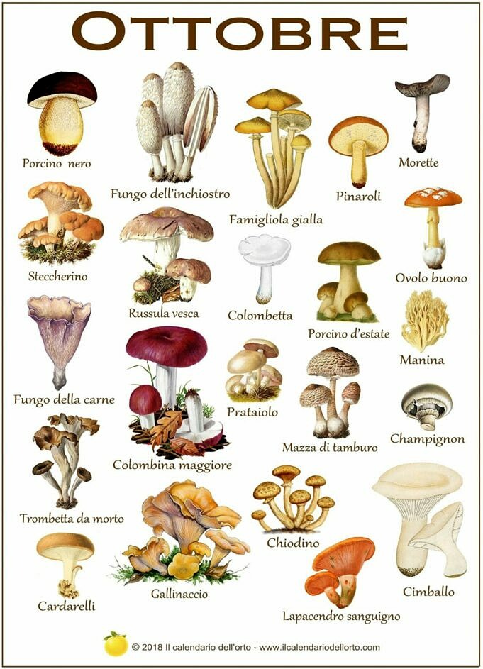 24 Tipi Di Funghi E Loro Usi